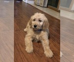 Small Photo #6 Goldendoodle Puppy For Sale in FREDONIA, KY, USA