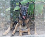 Small #5 German Shepherd Dog Mix