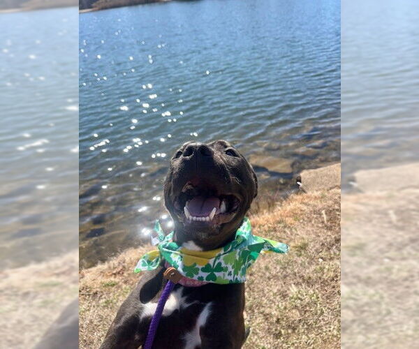Medium Photo #9 American Pit Bull Terrier-Unknown Mix Puppy For Sale in Rockaway, NJ, USA