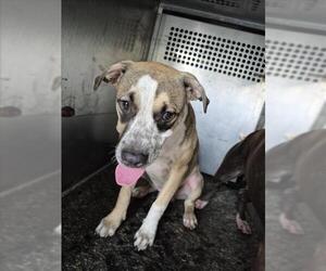 American Pit Bull Terrier-Labrador Retriever Mix Dogs for adoption in Texas City, TX, USA