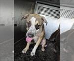 Small American Pit Bull Terrier-Labrador Retriever Mix