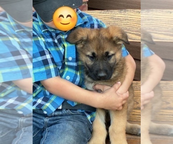 Medium Photo #3 German Shepherd Dog Puppy For Sale in GREENWOOD, WI, USA