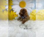 Small Photo #7 Poodle (Toy) Puppy For Sale in RIPLEY, MS, USA