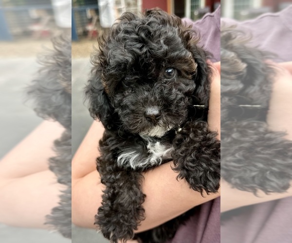 Medium Photo #1 ShihPoo Puppy For Sale in SALEM, OR, USA