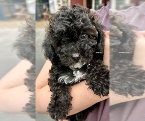 ShihPoo Puppy for Sale in SALEM, Oregon USA