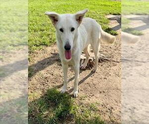 German Shepherd Dog-Unknown Mix Dogs for adoption in Conroe, TX, USA