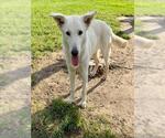 CELESTE - Female German Shepherd Dog-Unknown Mix Dog for Adoption - Small photo