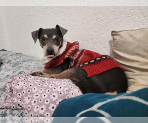 Huey - Male Chihuahua-Unknown Mix Dog for Adoption - Photo #3