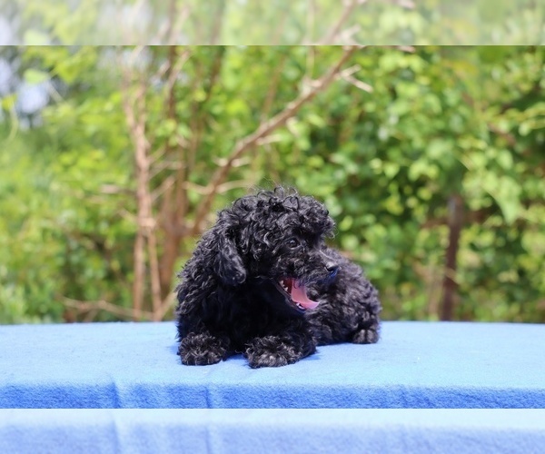 Medium Photo #9 Poodle (Toy) Puppy For Sale in DYERSBURG, TN, USA