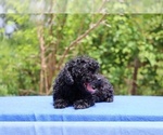 Small #8 Poodle (Toy)