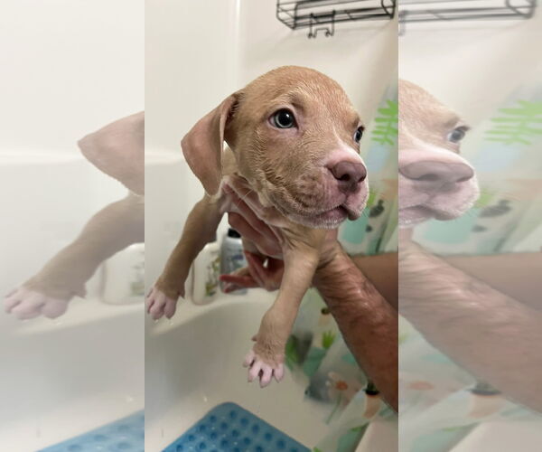 Medium Photo #3 Mutt Puppy For Sale in New London, WI, USA