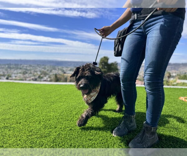 Medium Photo #6 Mutt Puppy For Sale in San Diego, CA, USA