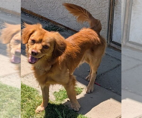 Medium Photo #4 Maltese-Unknown Mix Puppy For Sale in San Bernardino, CA, USA