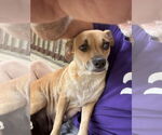 Small #6 Labrador Retriever Mix