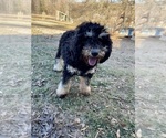 Puppy Elsa Aussiedoodle