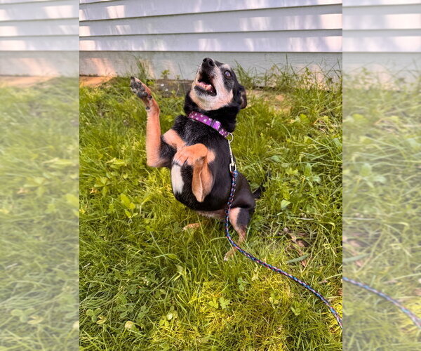 Medium Photo #2 Chihuahua-Unknown Mix Puppy For Sale in Muskegon, MI, USA
