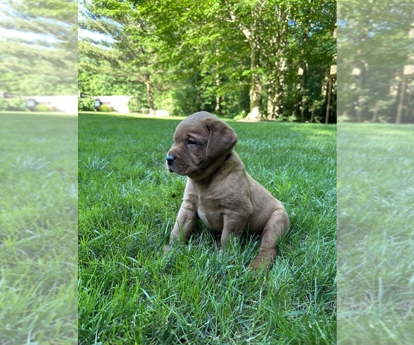Medium Photo #2 Labrador Retriever Puppy For Sale in PARKESBURG, PA, USA