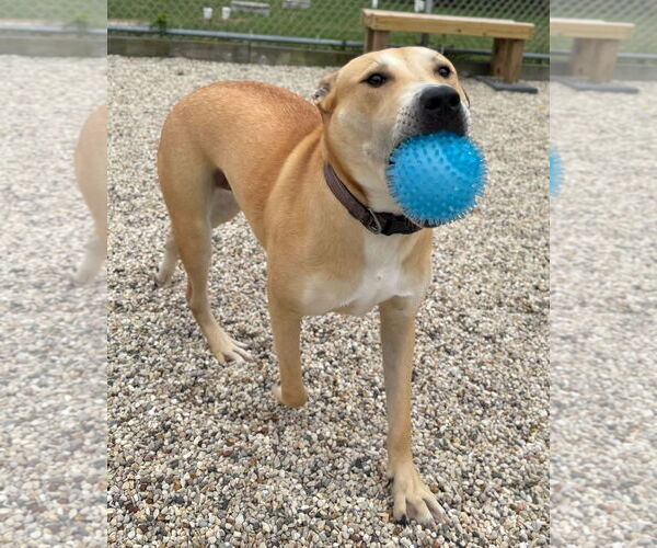 Medium Photo #2 Mutt Puppy For Sale in Jefferson, WI, USA