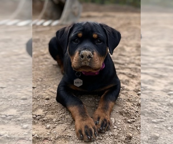Medium Photo #37 Rottweiler Puppy For Sale in VONORE, TN, USA
