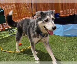 Labrador Retriever-Siberian Husky Mix Dogs for adoption in Las Vegas, NV, USA