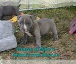 Small #4 American Pit Bull Terrier