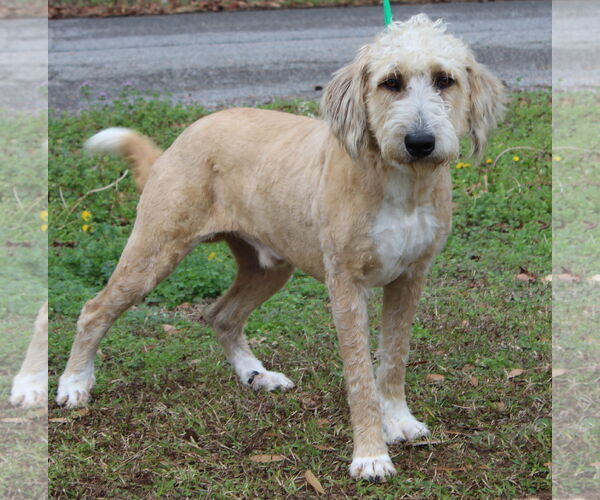 Medium Photo #2 Goldendoodle Puppy For Sale in Prattville, AL, USA