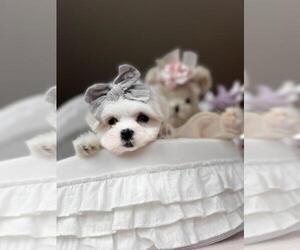 Maltese Puppy for sale in KISSIMMEE, FL, USA