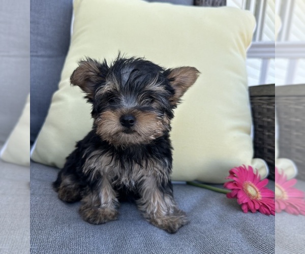 Medium Photo #1 Yorkshire Terrier Puppy For Sale in NORTH FAIRFIELD, OH, USA