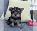 Small Yorkshire Terrier
