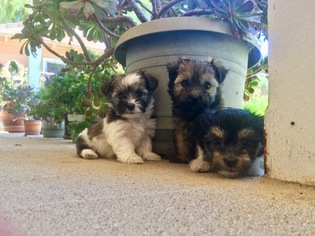 Havanese Puppy for sale in TEMECULA, CA, USA