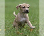 Small #5 Boxer Mix