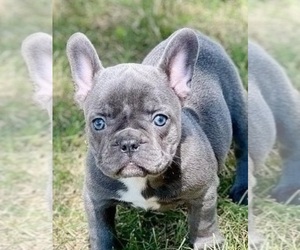 French Bulldog Puppy for sale in FORT PLAIN, NY, USA