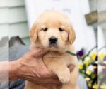 Small #2 Golden Retriever