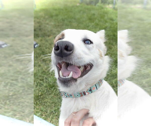 Medium Photo #2 Mutt Puppy For Sale in Estherville, IA, USA