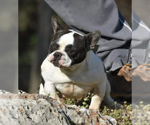 French Bulldog Dogs for adoption in AUGUSTA, KS, USA