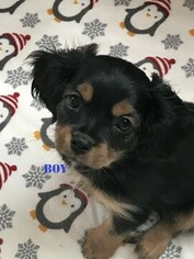 Cavalier King Charles Spaniel-Shorkie Tzu Mix Puppy for sale in ITHACA, NY, USA