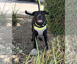 Small #3 American Pit Bull Terrier Mix