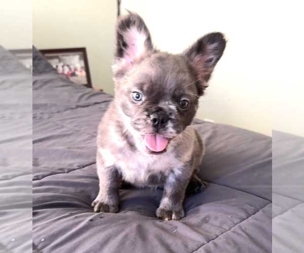 Medium Photo #2 French Bulldog Puppy For Sale in PALMDALE, CA, USA