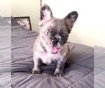 Small #1 French Bulldog