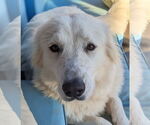 Small #5 Great Pyrenees