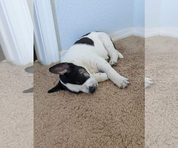Medium Photo #7 Siberian Husky-Unknown Mix Puppy For Sale in Cedar Crest, NM, USA