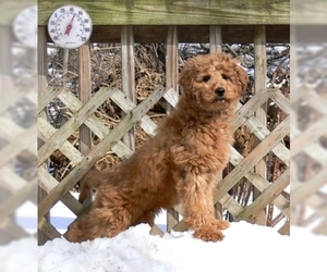 Australian Labradoodle-Poodle (Standard) Mix Puppy for sale in WILSON, CT, USA