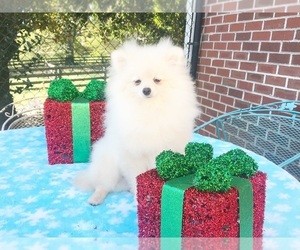 Pomeranian Puppy for sale in DAWSONVILLE, GA, USA