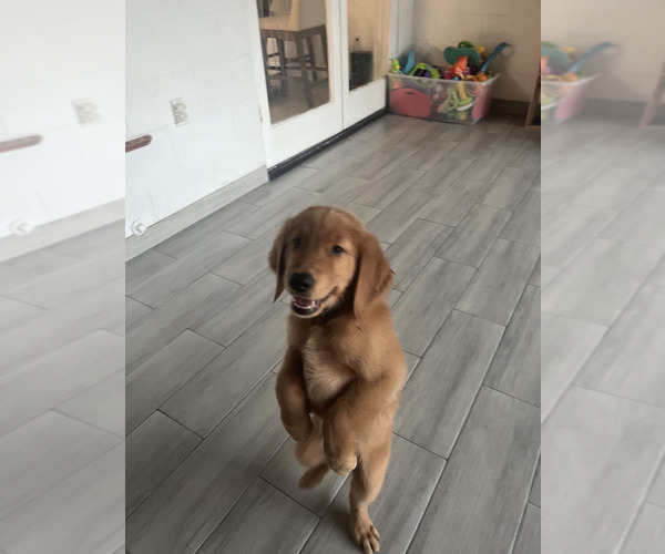 Medium Photo #5 Golden Retriever Puppy For Sale in ORLANDO, FL, USA