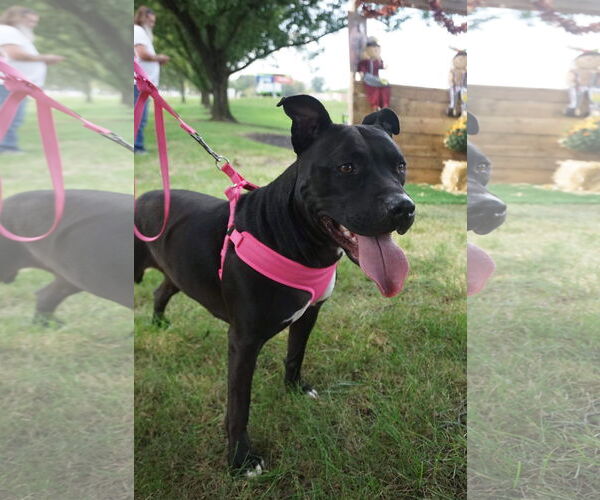 Medium Photo #3 American Pit Bull Terrier-Unknown Mix Puppy For Sale in Germantown, OH, USA