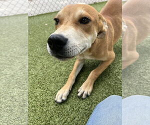 Carolina Dog-Unknown Mix Dogs for adoption in Hilton Head, SC, USA