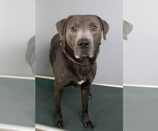 Medium Photo #2 American Staffordshire Terrier-Labrador Retriever Mix Puppy For Sale in Frenchburg, KY, USA