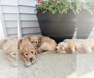 Goldendoodle-Pyredoodle Mix Puppy for sale in FORT WAYNE, IN, USA