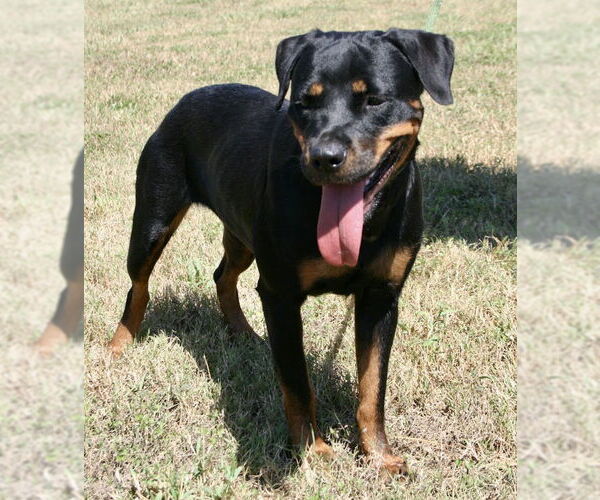 Medium Photo #3 Rottweiler Puppy For Sale in Abbeville, LA, USA