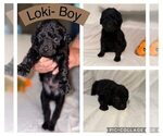 Puppy Loki Goldendoodle